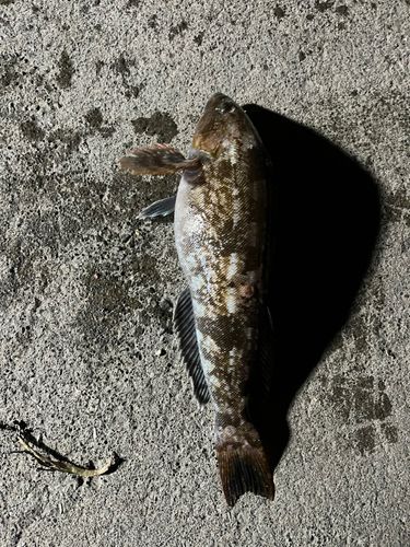 アイナメの釣果