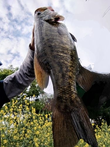 スモールマウスバスの釣果