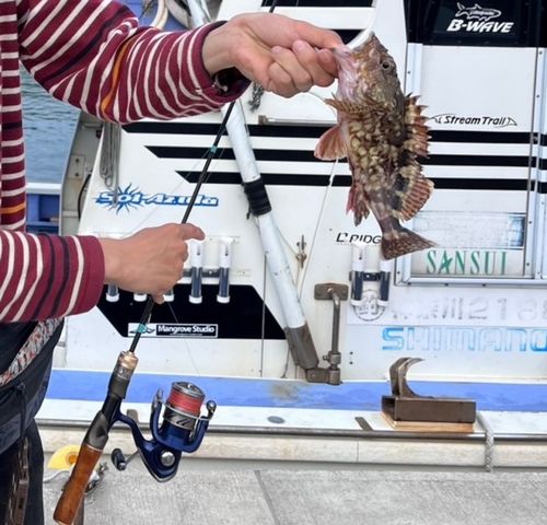 カサゴの釣果