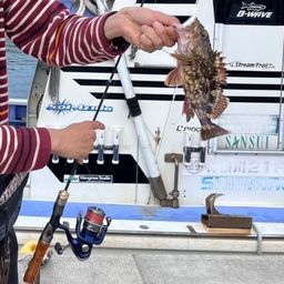 カサゴ