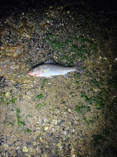 セイゴ（マルスズキ）の釣果