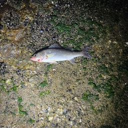 セイゴ（マルスズキ）