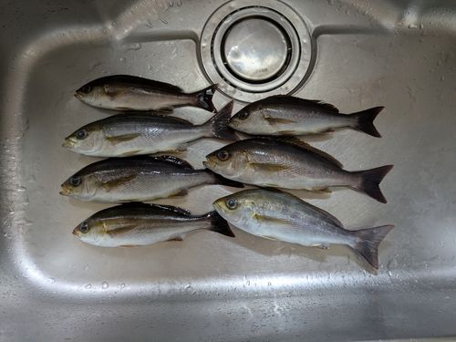 イサキの釣果
