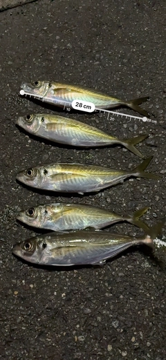 アジの釣果