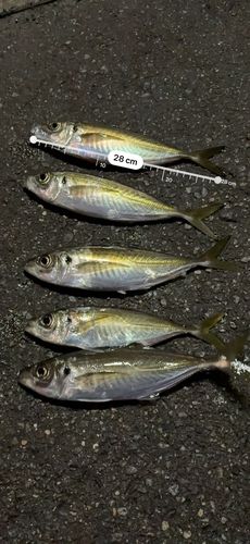 アジの釣果