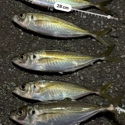アジ