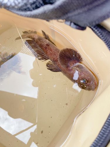 アカハゼの釣果