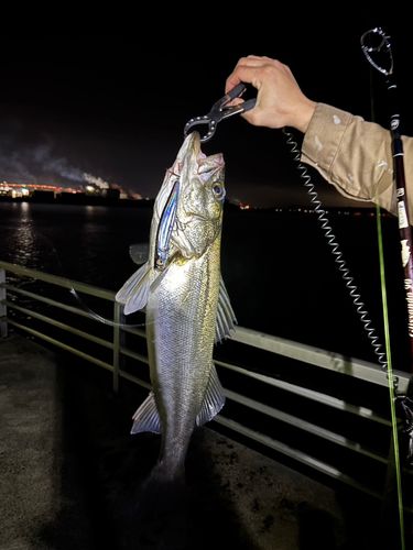 マルスズキの釣果