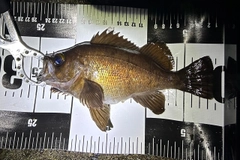メバルの釣果