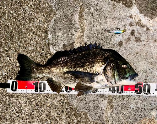 チヌの釣果