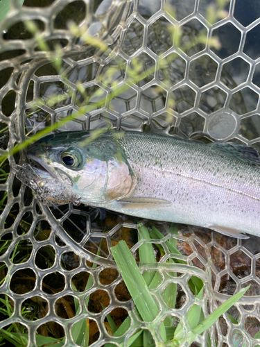 ニジマスの釣果