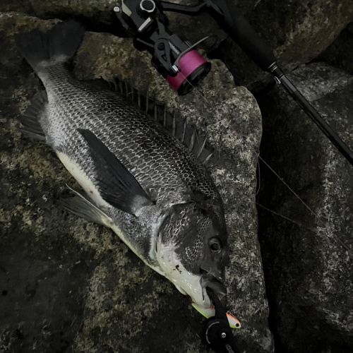 チヌの釣果