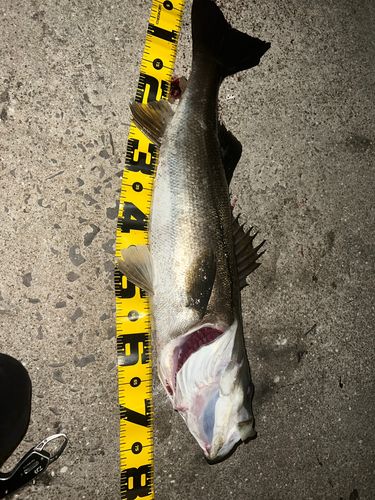 シーバスの釣果