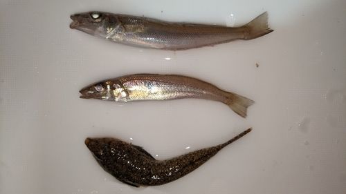 キスの釣果