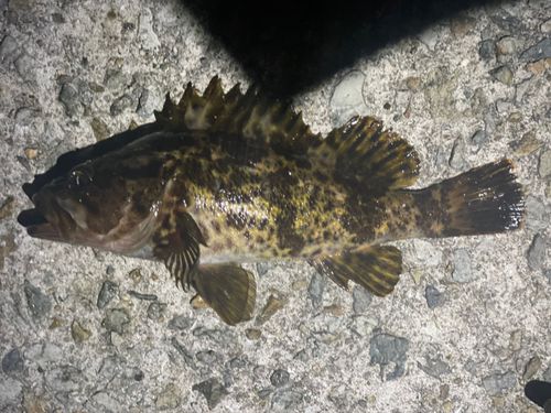 タケノコメバルの釣果