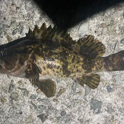 タケノコメバル