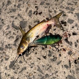 アメリカナマズ