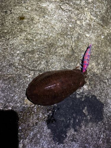 コウイカの釣果