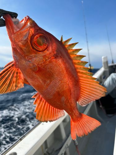 チカメキントキの釣果