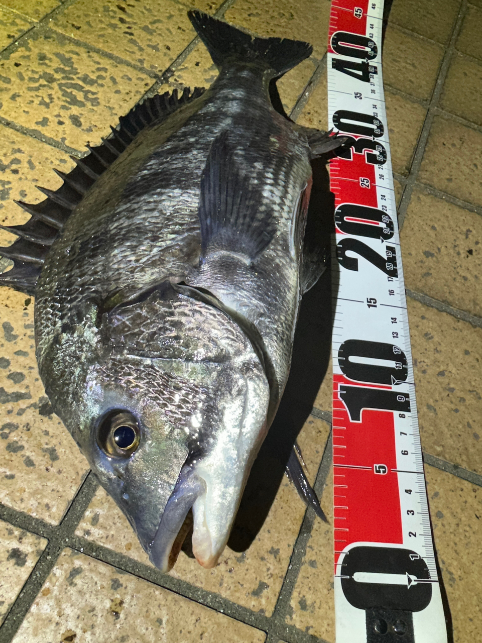 SHIMANO ヴァンキッシュ 2023年モデルの最安値・インプレ・釣果