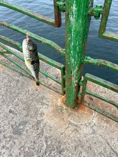 ショウサイフグの釣果