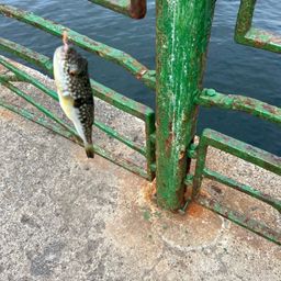 ショウサイフグ