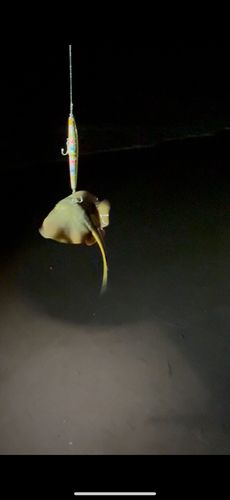 ホタテウミヘビの釣果