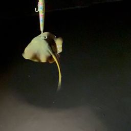 ホタテウミヘビ