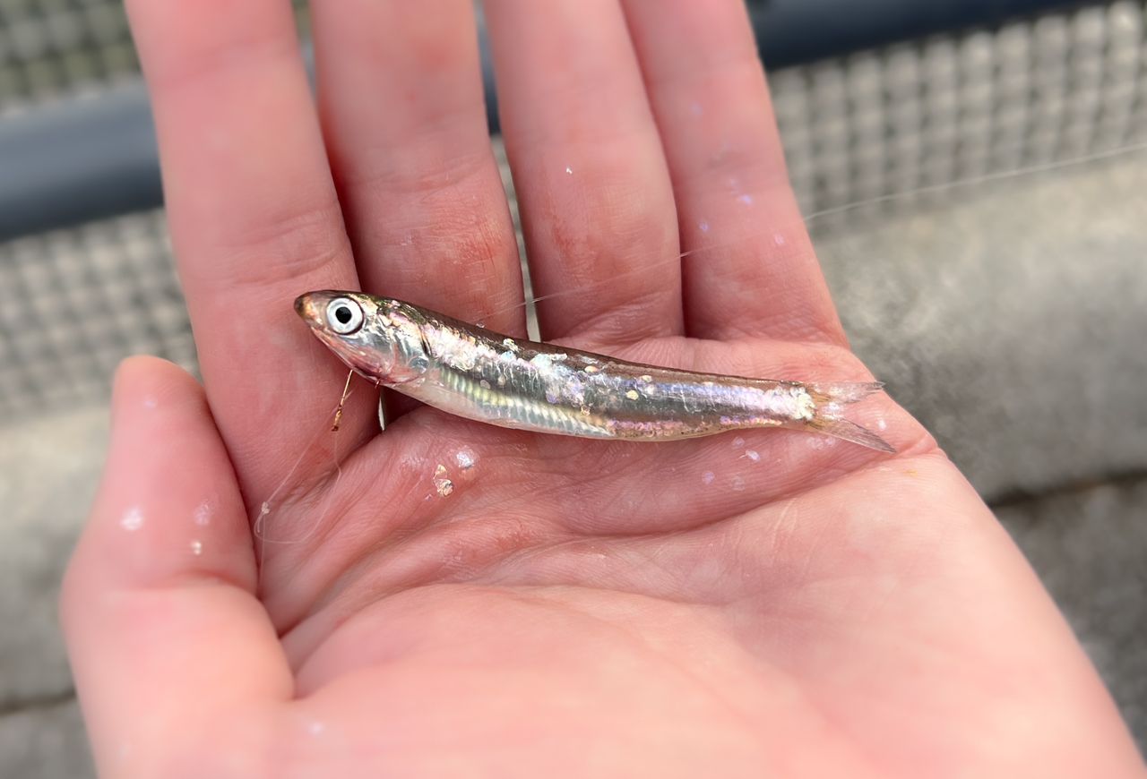 カタクチイワシ