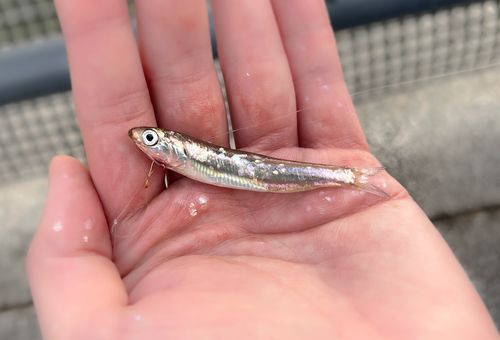 カタクチイワシの釣果