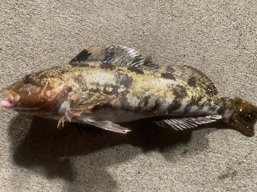 アイナメの釣果