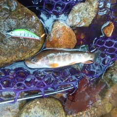 イワナの釣果