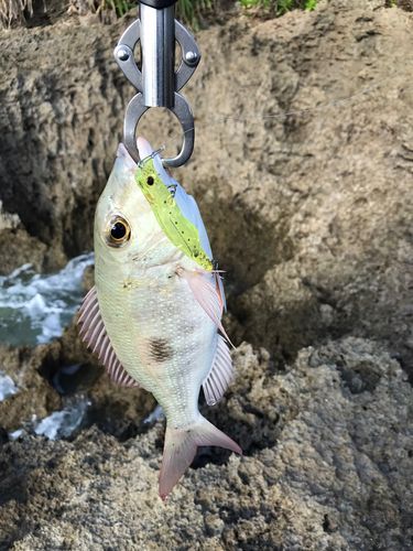 マトフエフキの釣果