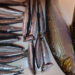 カタクチイワシ