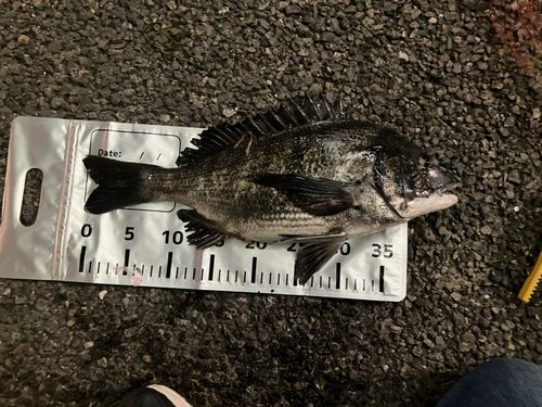クロダイの釣果