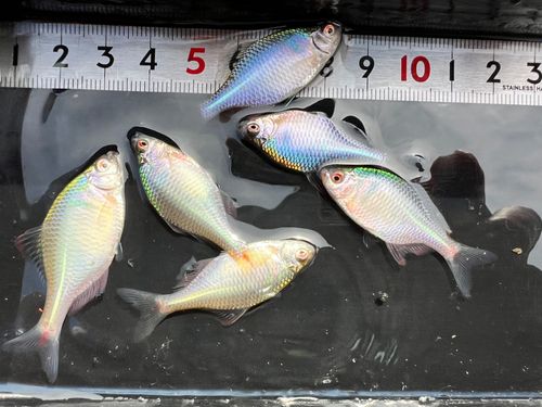 タイリクバラタナゴの釣果