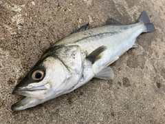 フッコ（マルスズキ）の釣果