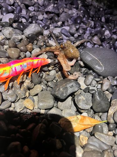 タコの釣果