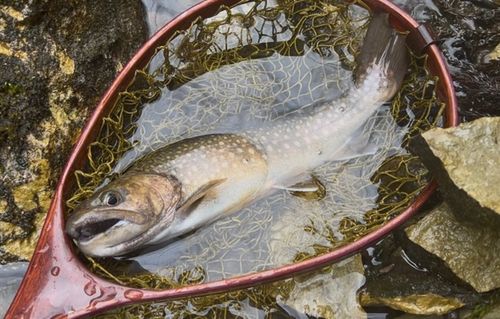 イワナの釣果