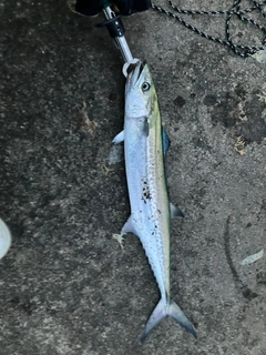 サゴシの釣果