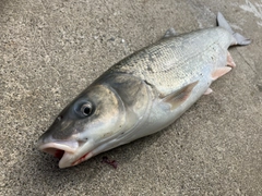 マルタウグイの釣果