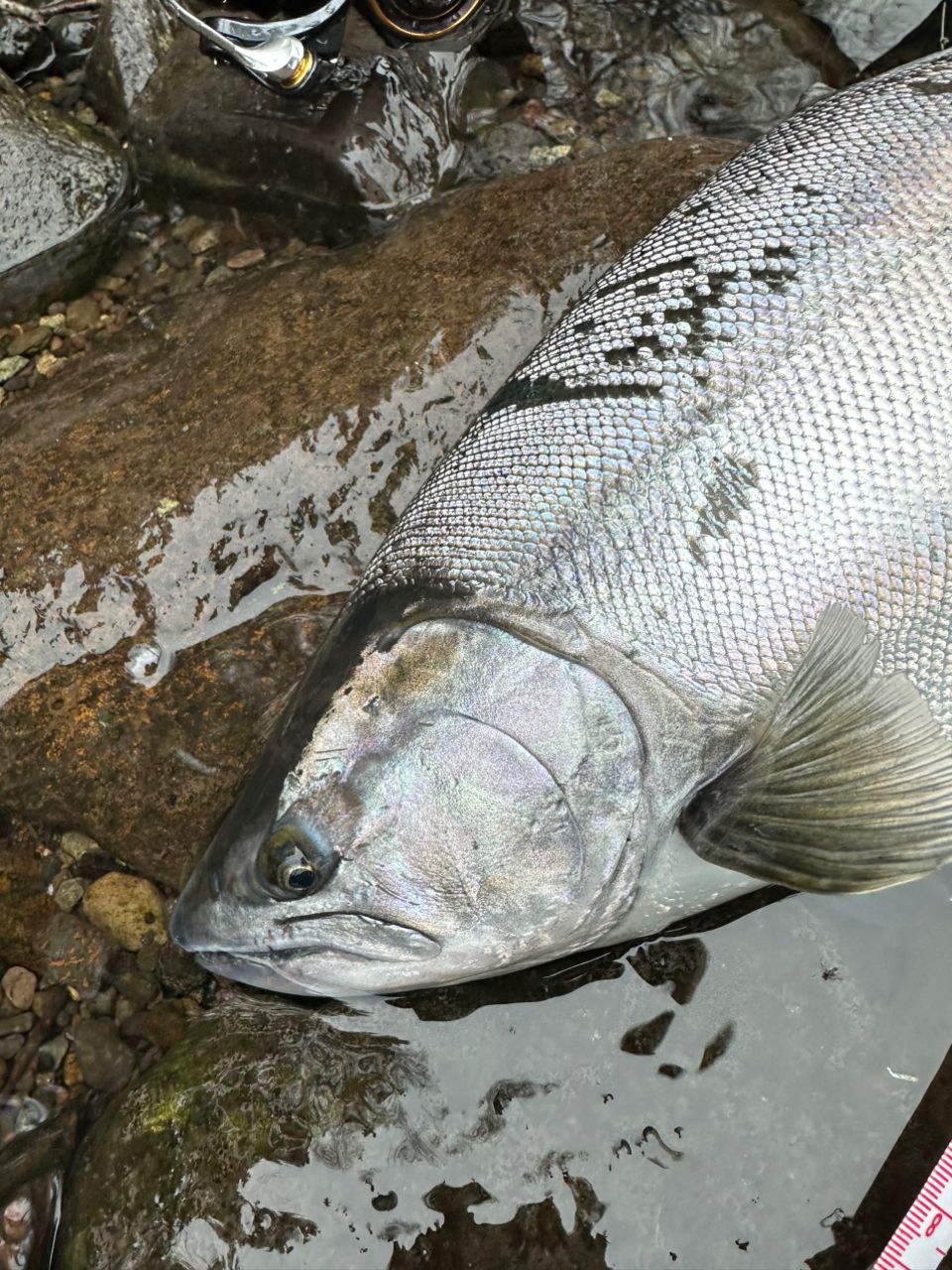 SHIMANO 19カーディフ ネイティブスペシャル S83MLの最安値・インプレ
