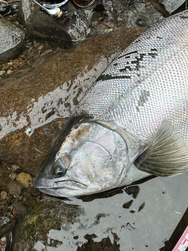 ヤマメの釣果