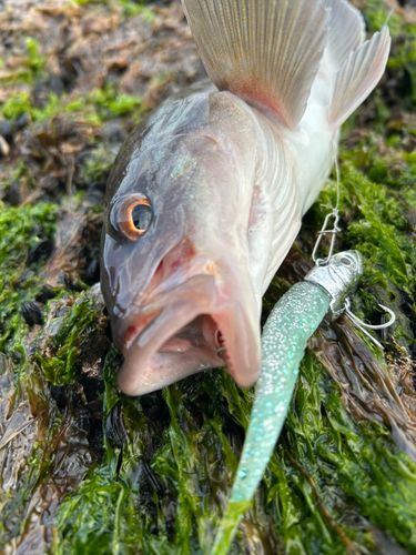 ホッケの釣果