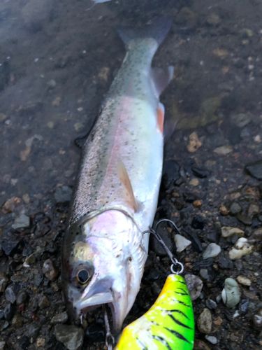 ニジマスの釣果