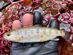 ヤマメの釣果