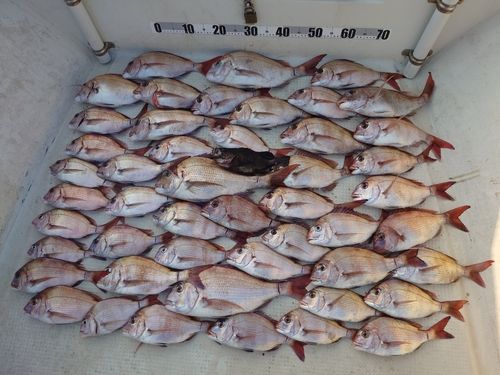 タイの釣果