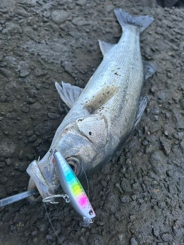 セイゴ（マルスズキ）の釣果