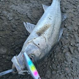 セイゴ（マルスズキ）