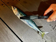 サバの釣果